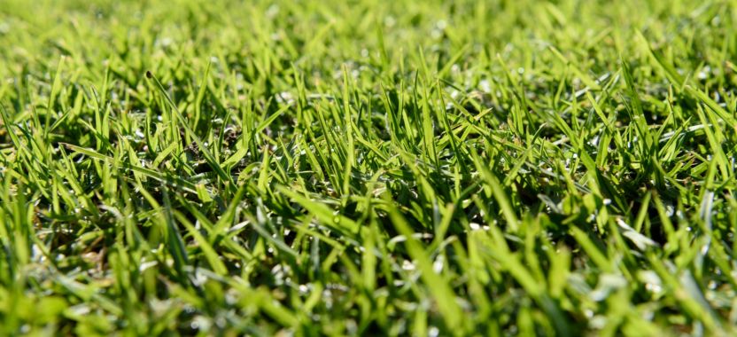  ?? Kaip sodinti naują veją?