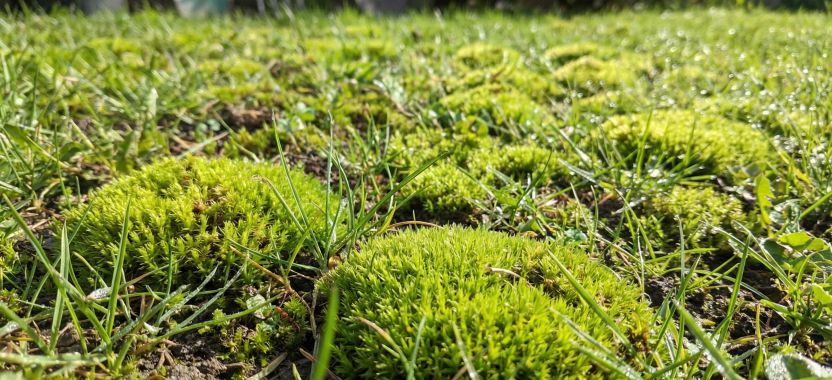  ?? Samanos vejoje: priežastys ir kaip jų atsikratyti
